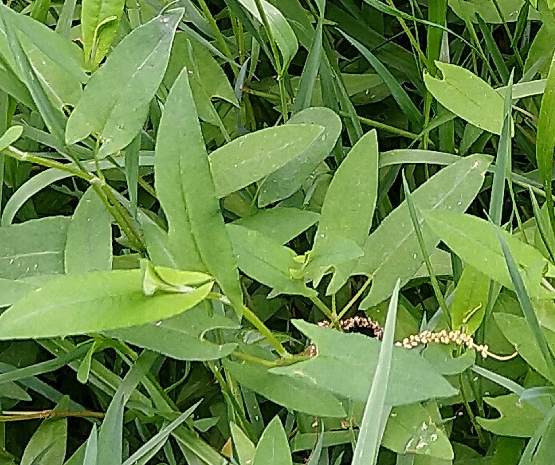 Q2蓼橛叩A囀I(桩尖q235b是什么)